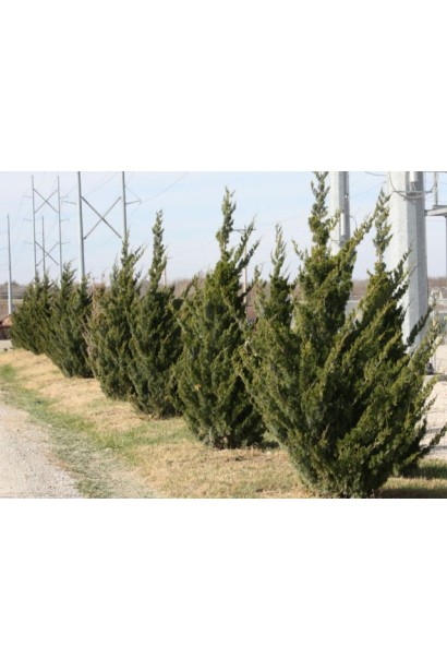 Яловець віргінський Канаерті хвойні кущі зі спрямованими вгору гілками