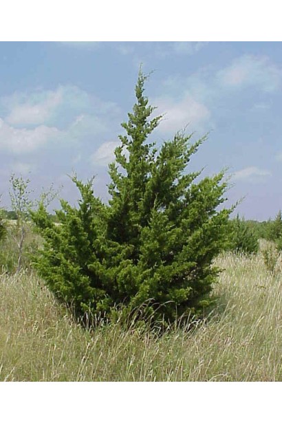 Juniperus virginiana Сanaertii