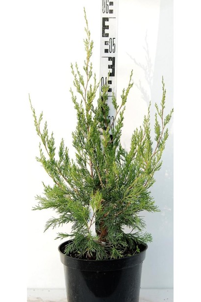 Ялівець віргінський Канаерті в горщику 5 л висота 40-50см