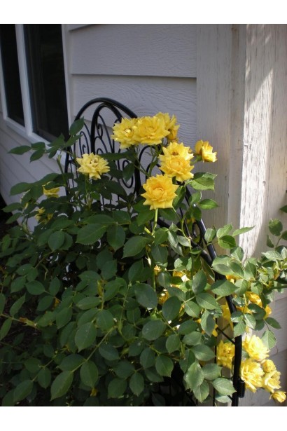 Светящиеся желтые цветы роз Golden Fire.