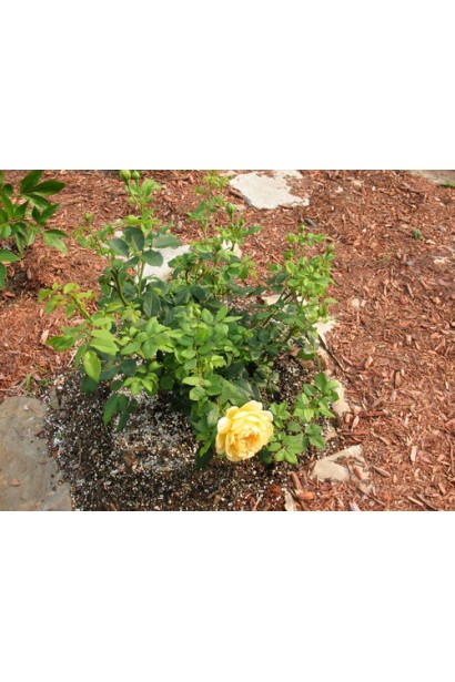 Golden Fire – живое украшение для садовых бордюров.