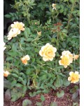 Троянда Голден Фаєр | Роза Голден Фаер | Rosa Golden Fire