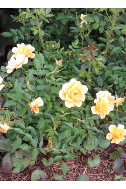 Роза Голден Фаер