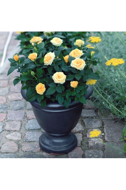 Роза у кашпо – акцент у дома.