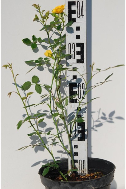 Саженец розы с золотисто-оранжевыми бутонами.