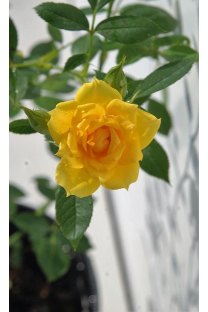 Golden Fire – роза с ярко-желтыми цветами.