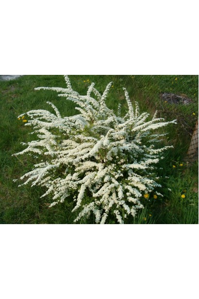 Спірея сіра Граціоза з витонченими білими квітами.