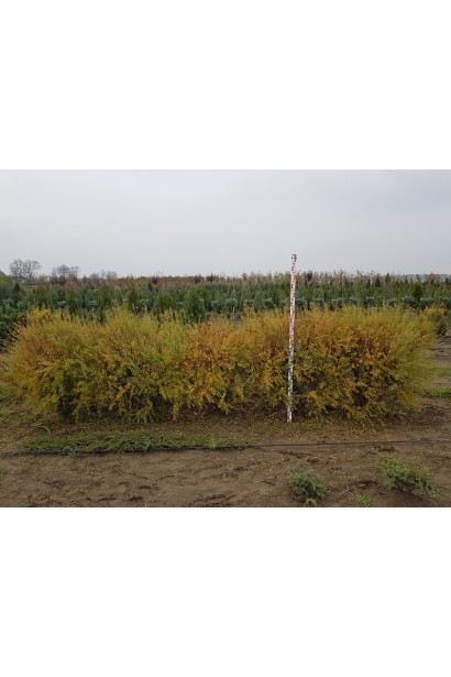 Спірея сіра Граціоза — ідеальна рослина для живоплоту.