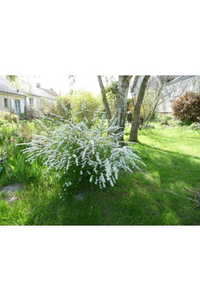 Граціозна спірея сіра в пишному весняному цвіті.