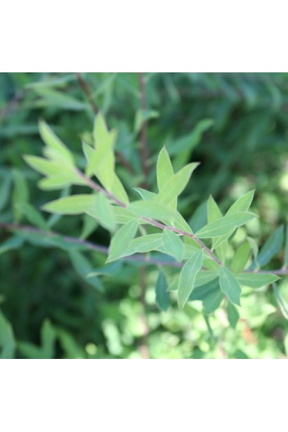 Спірея сіра Граціоза листя