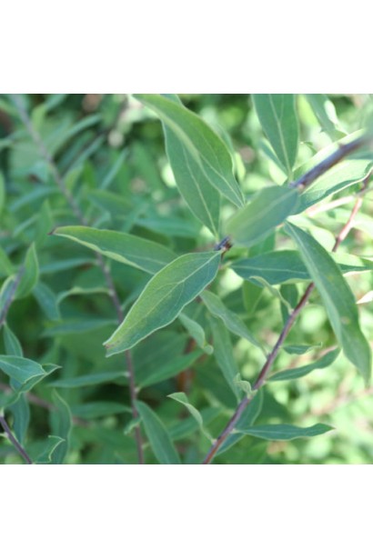 Spiraea cinerea Graciosa