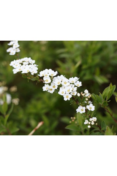 Білі квіти спіреї Граціоза створюють ніжний акцент.