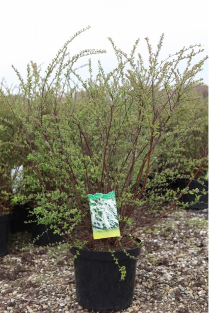 Спірея сіра Граціоза в садовому центрі