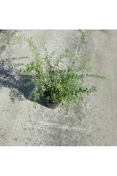 Ідеальна для живоплоту спірея сіра Граціоза.