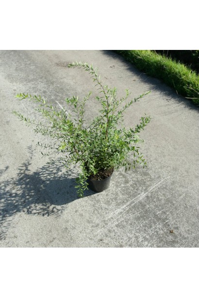 Весняна класика — спірея сіра Граціоза.