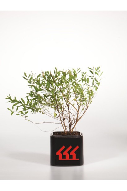 Спірея сіра Граціоза в садовому центрі