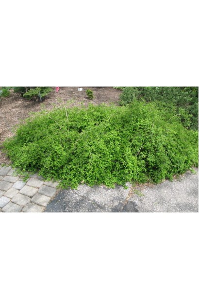 Стефанандра надрізанолиста Кріспа для рокаріїв.