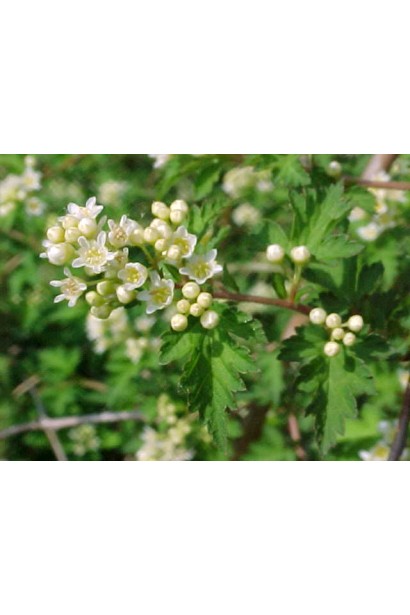  Стефанандра надрізанолиста Кріспа