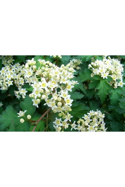 tephanandra Incisa Crispa