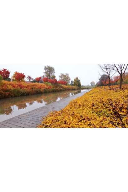 Надрізанолистий Stephanandra Crispa створює мальовничі композиції.