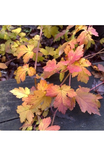 Низькоросла стефанандра Crispa із декоративним листям.