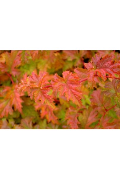 Stephanandra Crispa з хвилястим краєм листя.