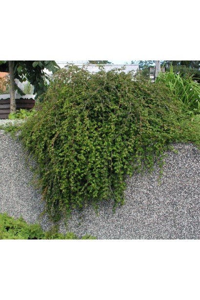  Стефанандра надрізанолиста Кріспа