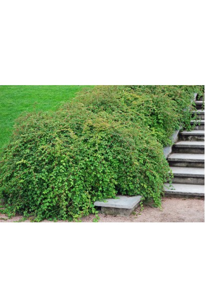 Кущ Stephanandra Incisa Crispa прикрашає сад.