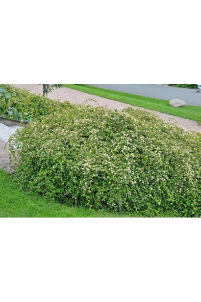 Стефанандра Кріспа – компактний кущ для ландшафтного дизайну.