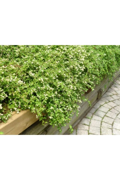 tephanandra Incisa Crispa