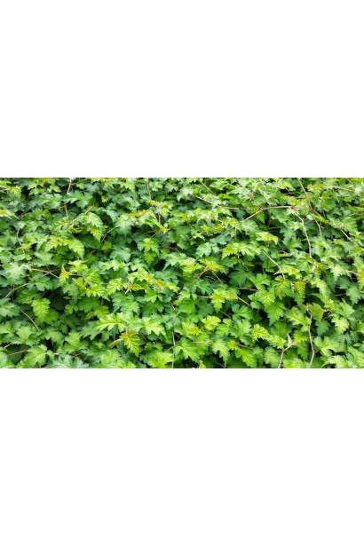 Стефанандра Кріспа з витонченим зеленим листям для вашого саду.