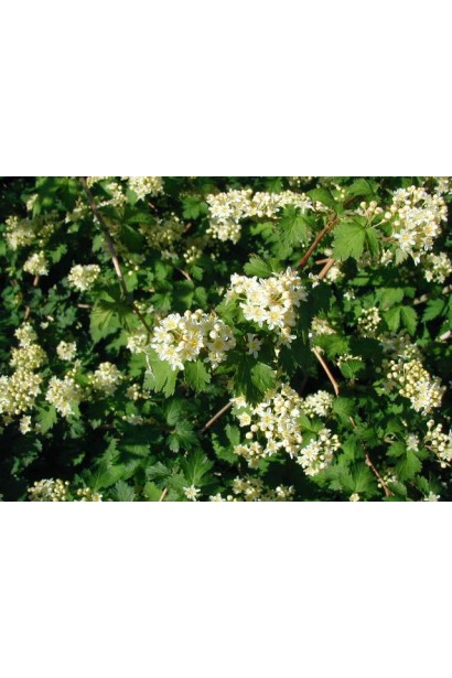  Стефанандра надрізанолиста Кріспа | Стефанандра надрезаннолистная Криспа |Stephanandra Incisa Crispa