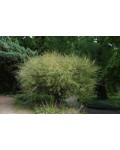 Ива пурпурная Грацилис/Нана | Верба пурпурна Грациліс/Нана | Salix purpurea Gracilis/Nana