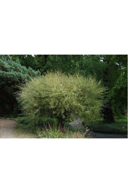 Верба Нана Грациліс в ландшафті