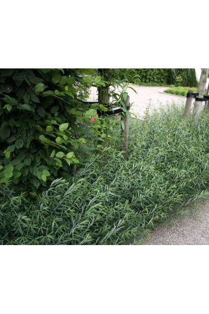 Верба пурпуреа Nana 