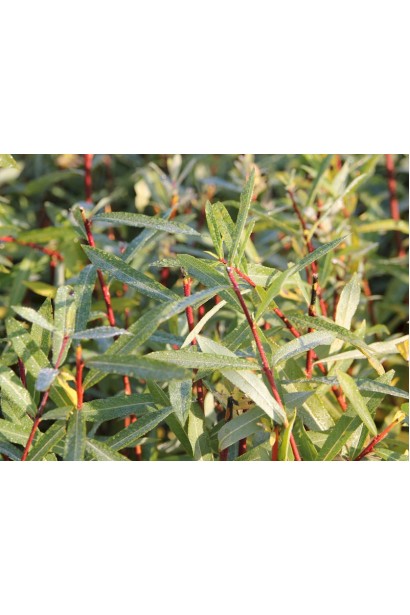 Сріблясто-зелене листя та червоні пагони верби Нана