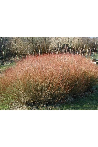 Верба Нана Грациліс тонкі пурпурові пагони