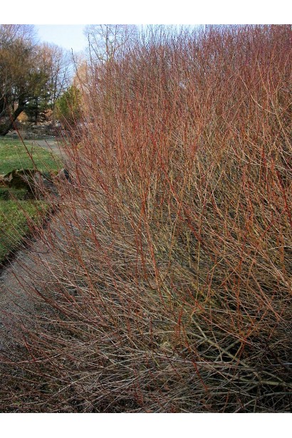 Верба пурпуреа Нана декоративне гілля без листя