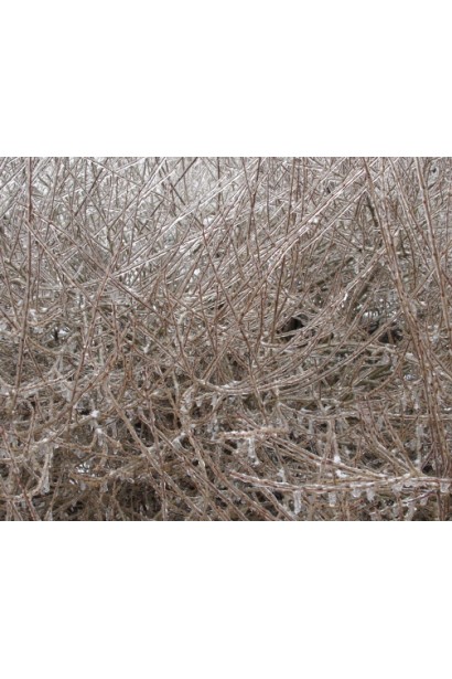 Верба пурпуреа Нана взимку