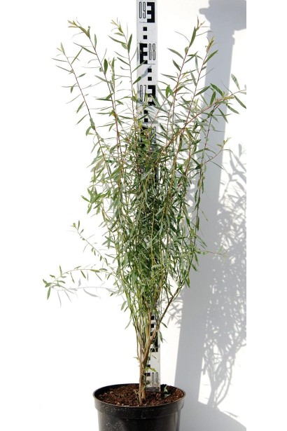 Верба пурпуреа Нана саджанець 60-80 см