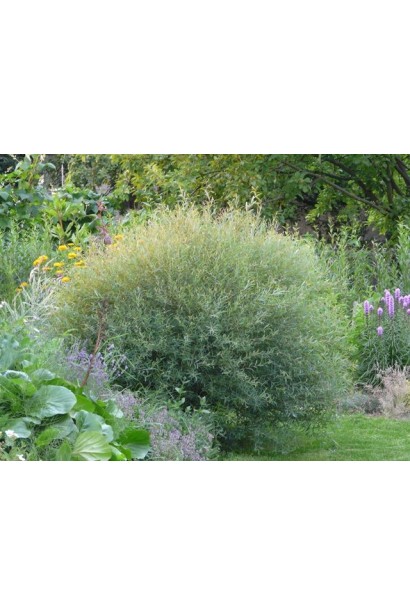 Salix purpurea Nana Gracilis