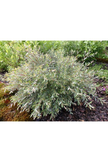 Верба пурпурова Нана Грациліс