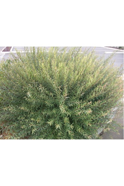 Верба пурпуреа Нана