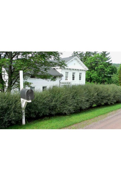 Верба пурпурна Нана живопліт без формуючої обрізки