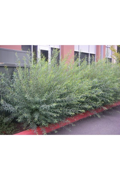 Верба пурпурна Nana Gracilis розлогий кущ з округлою кроною