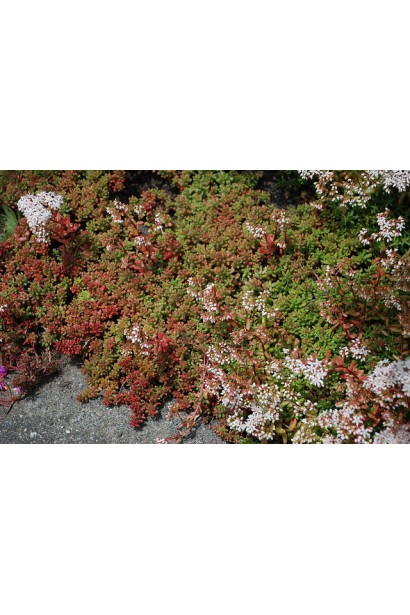 Sedum album Atropurpureum - сукулент із бордово-зеленими листками