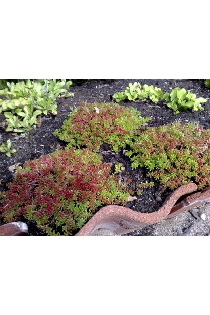 Очиток Атропурпуреум - декоративна рослина з темно-червоним листям