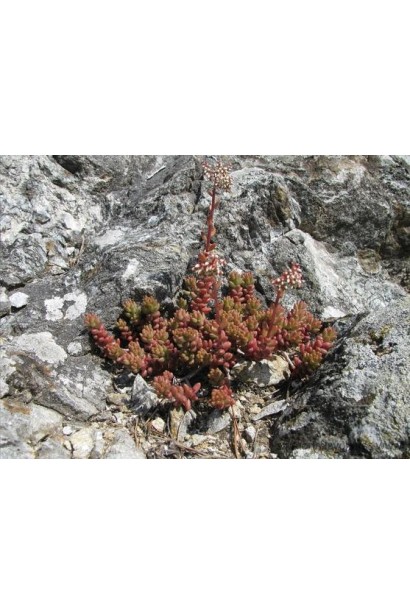 Очиток білий Атропурпереум