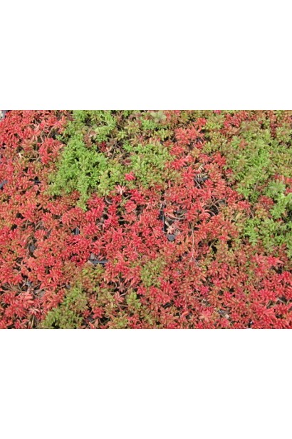 Очиток білий Атропурпуреум - багаторічник із соковитими листками, які змінюють колір на червоний під сонцем