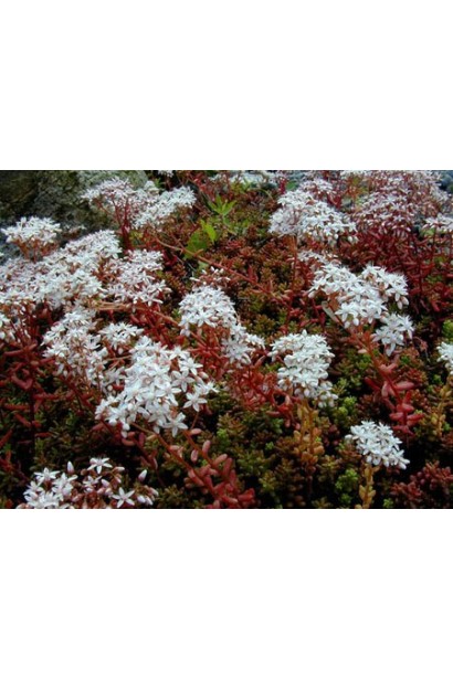 Очиток білий Атропурпуреум - багаторічник, що змінює забарвлення залежно від сезону.